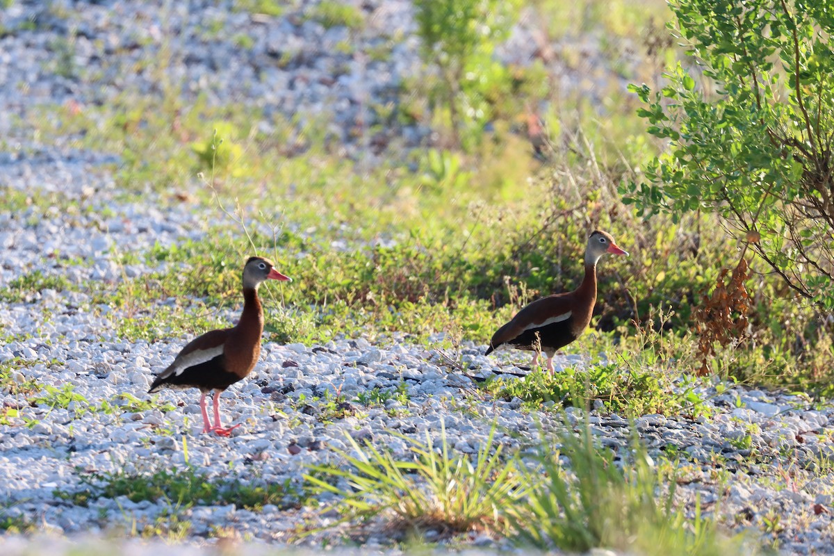 Black-bellied Whistling-Duck - Robert Stewart