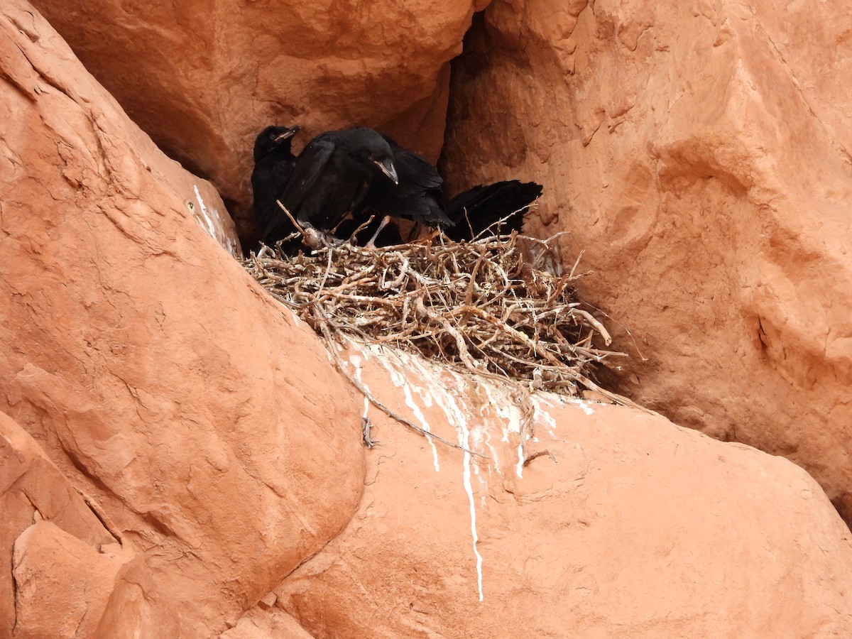 Common Raven - Maura Powers