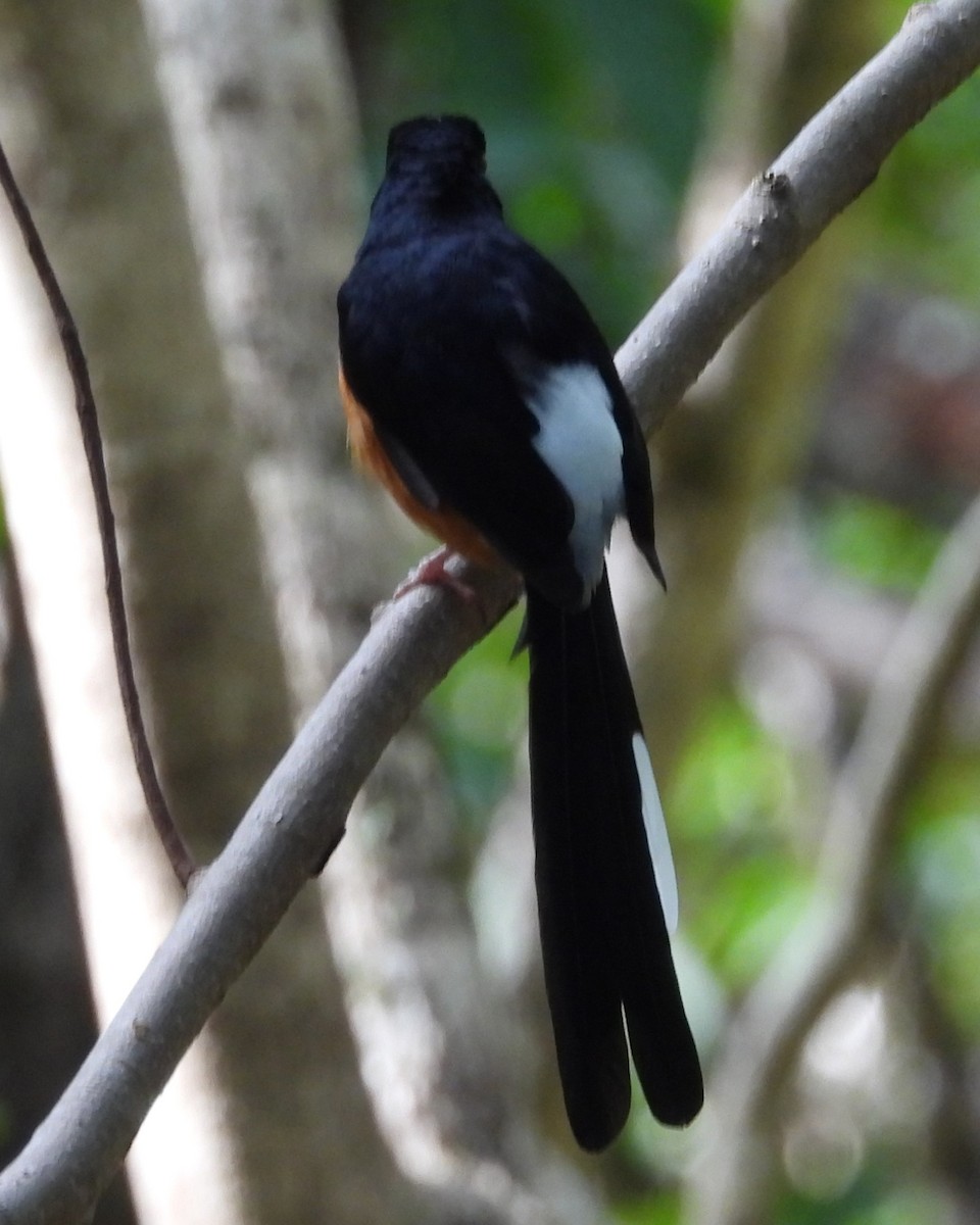 White-rumped Shama - Nick Komar