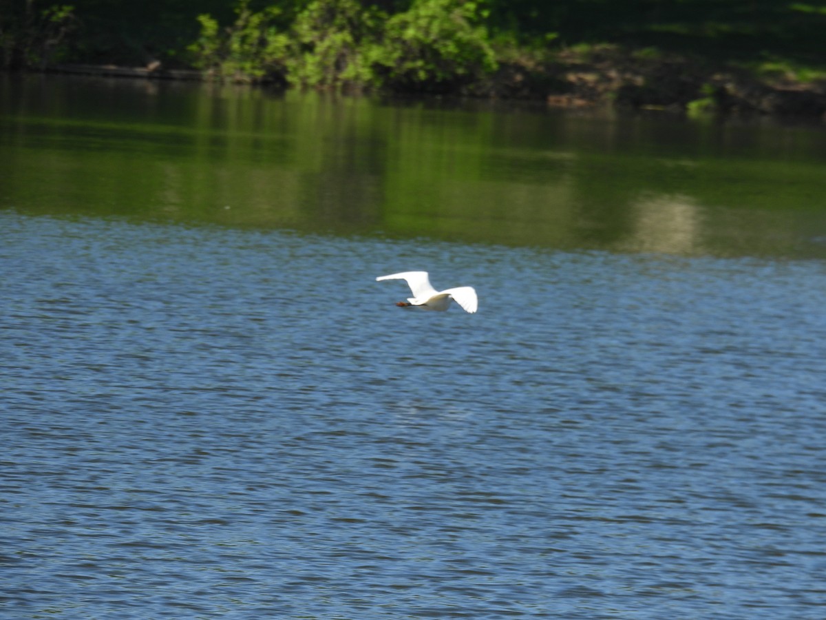 Snowy Egret - Aiden Saari