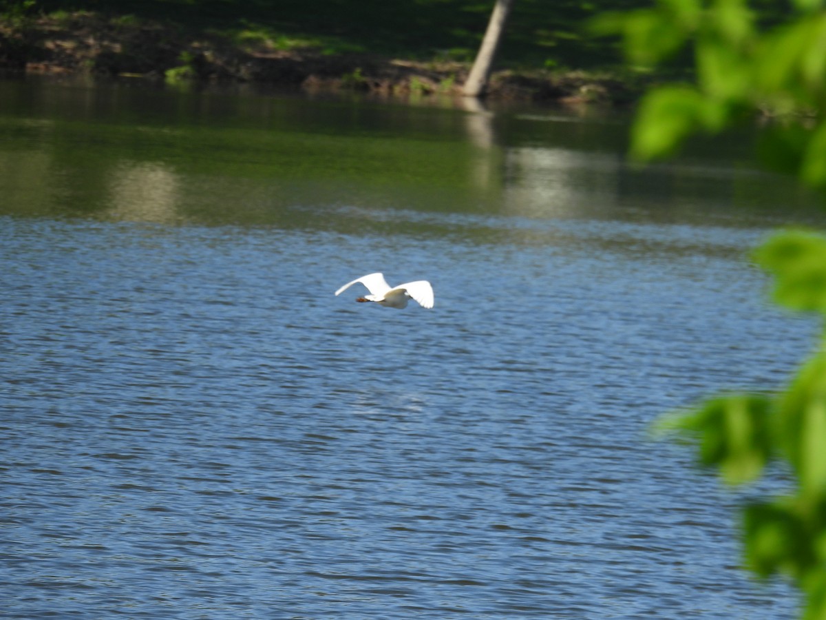 Snowy Egret - Aiden Saari