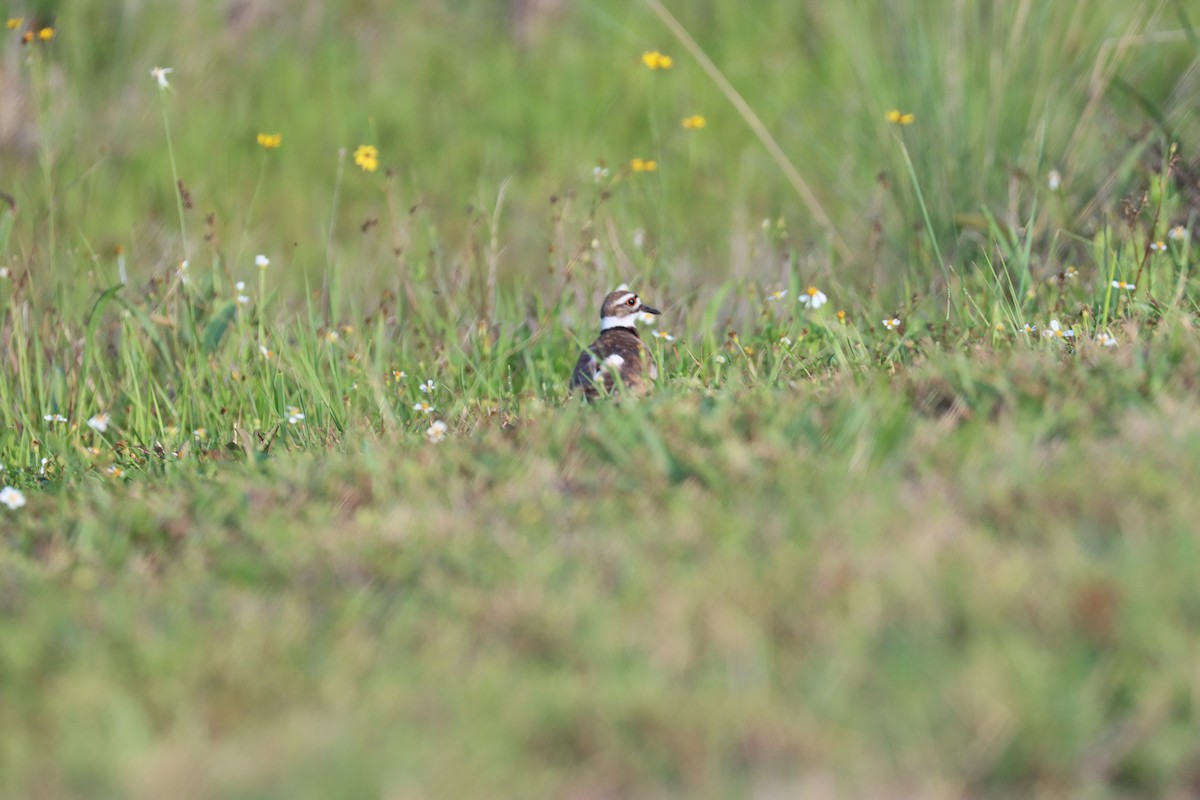 Killdeer - Robert Stewart