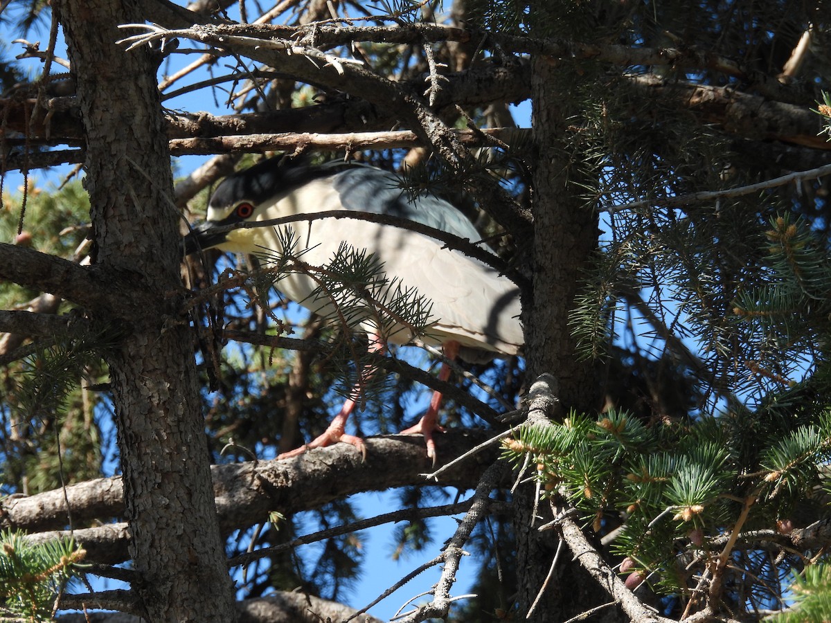 Black-crowned Night Heron - Aiden Saari