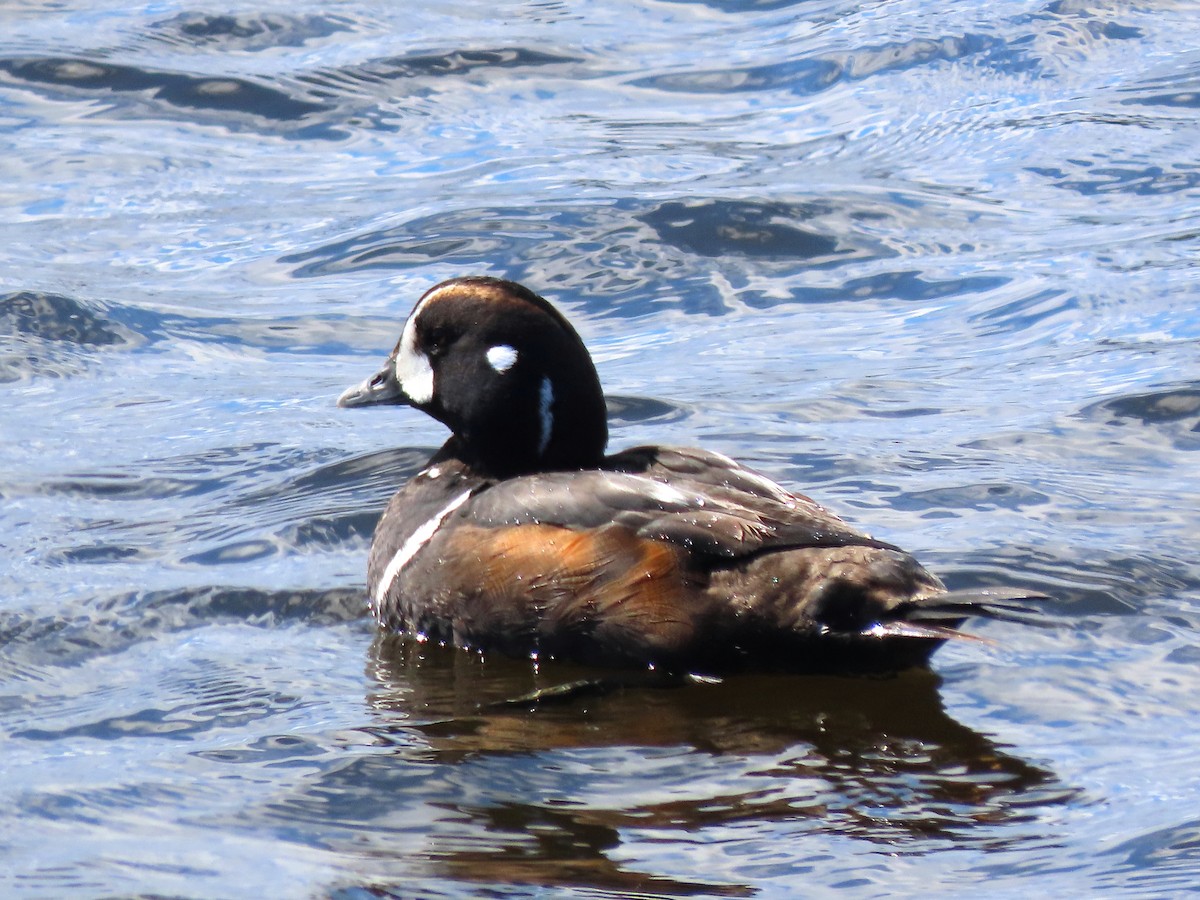 Harlequin Duck - Patricia Lalonde