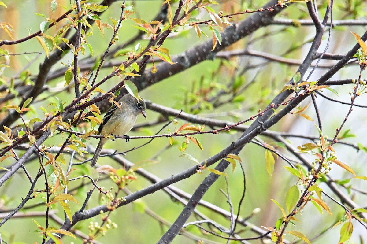 Least Flycatcher - Marie O'Neill