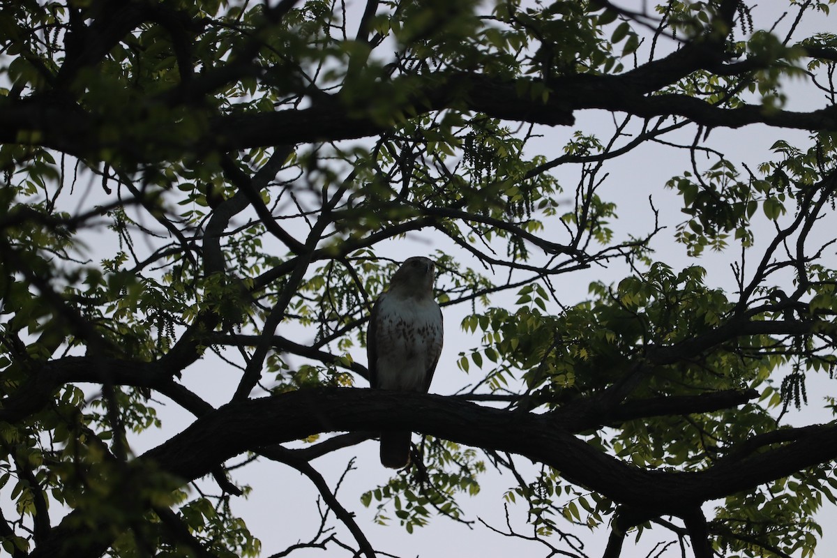 Red-tailed Hawk - Dalen Simmons