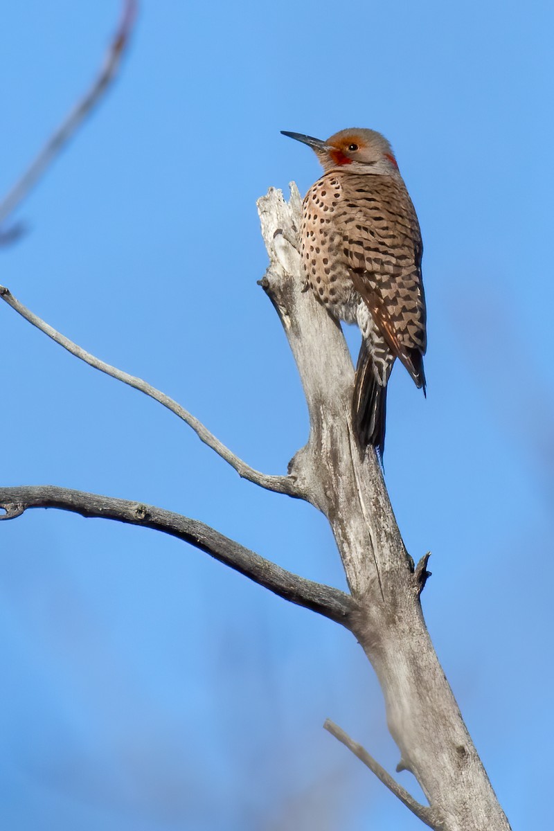 Northern Flicker (Yellow-shafted x Red-shafted) - Janet Hill