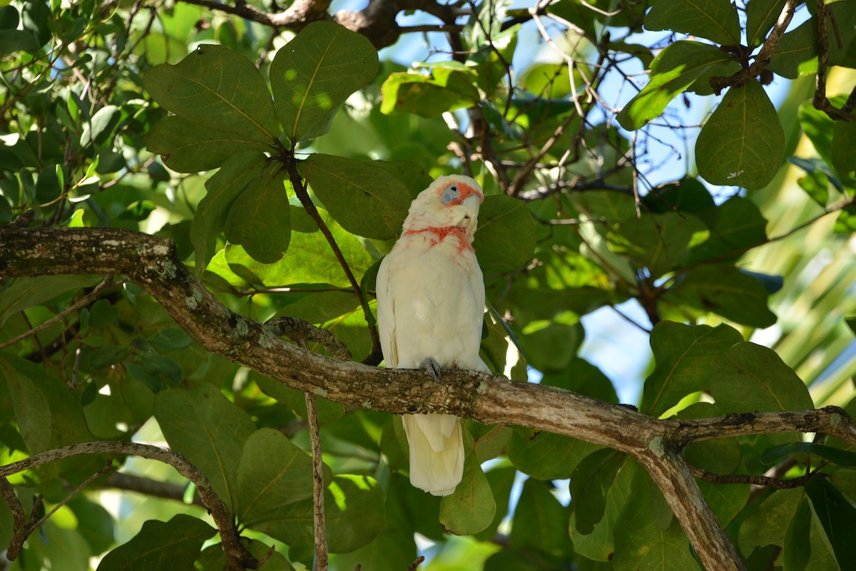 Long-billed Corella - Monica Mesch