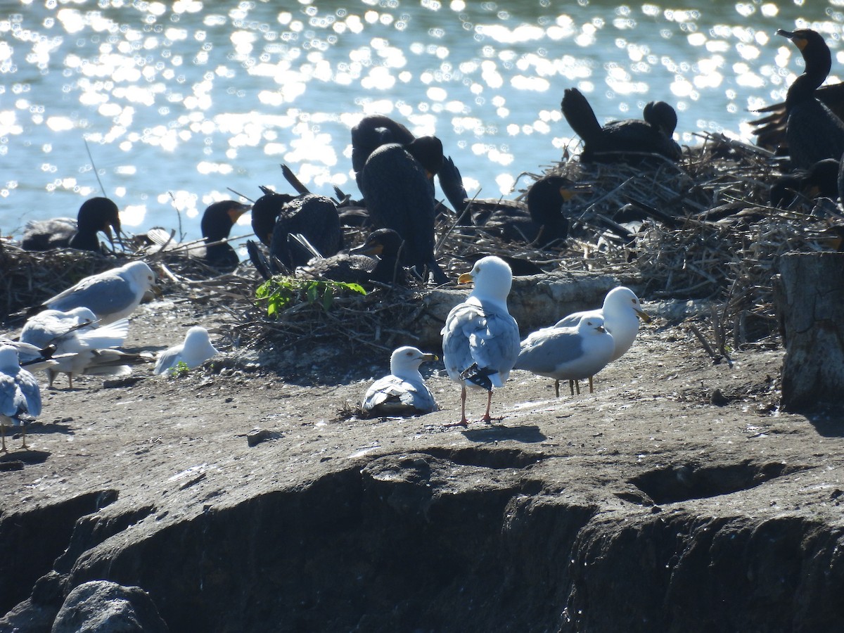 Gaviota Argéntea - ML619420696