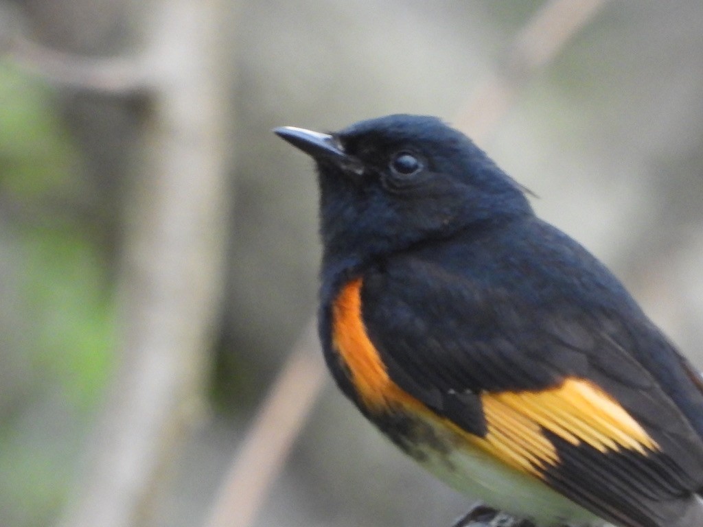 American Redstart - Elisabeth Cassinari