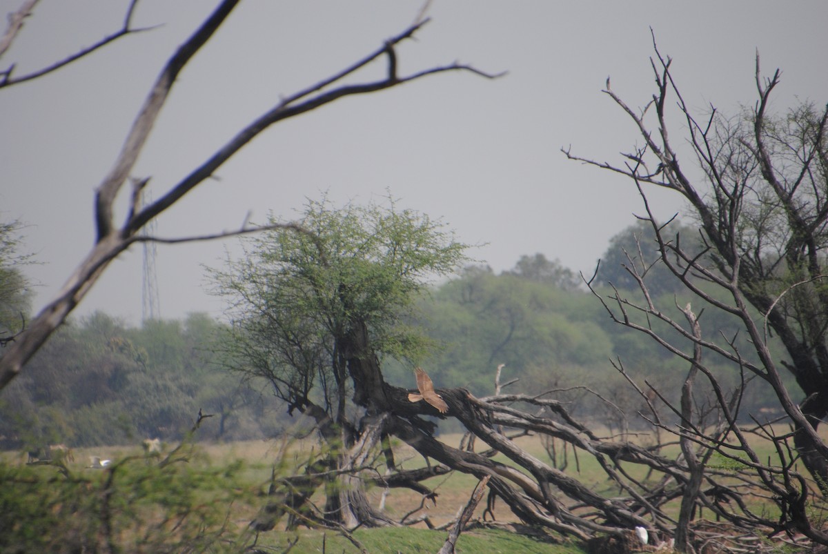 Western Marsh Harrier - Alyssa DeRubeis