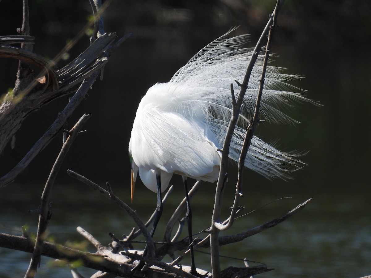 Great Egret - Aiden Saari