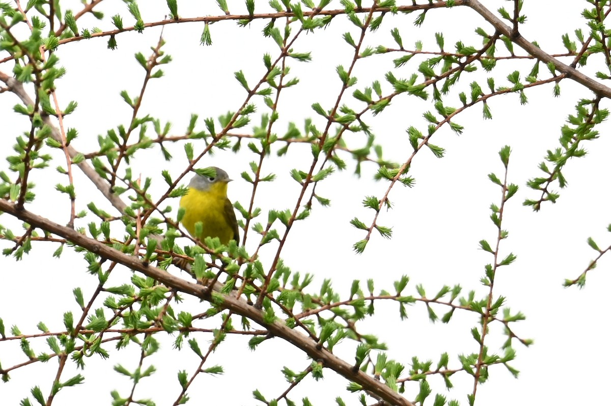 Nashville Warbler - Marie O'Neill