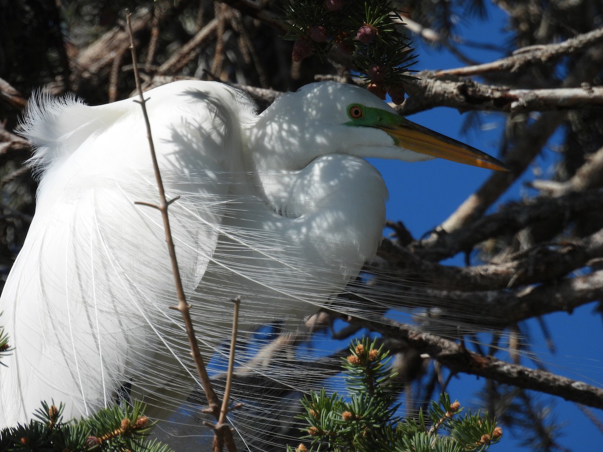 Great Egret - Aiden Saari