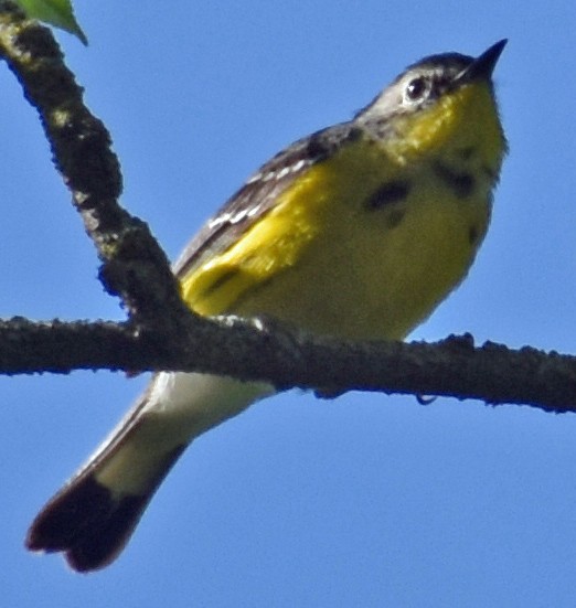 Magnolia Warbler - Carol Berney