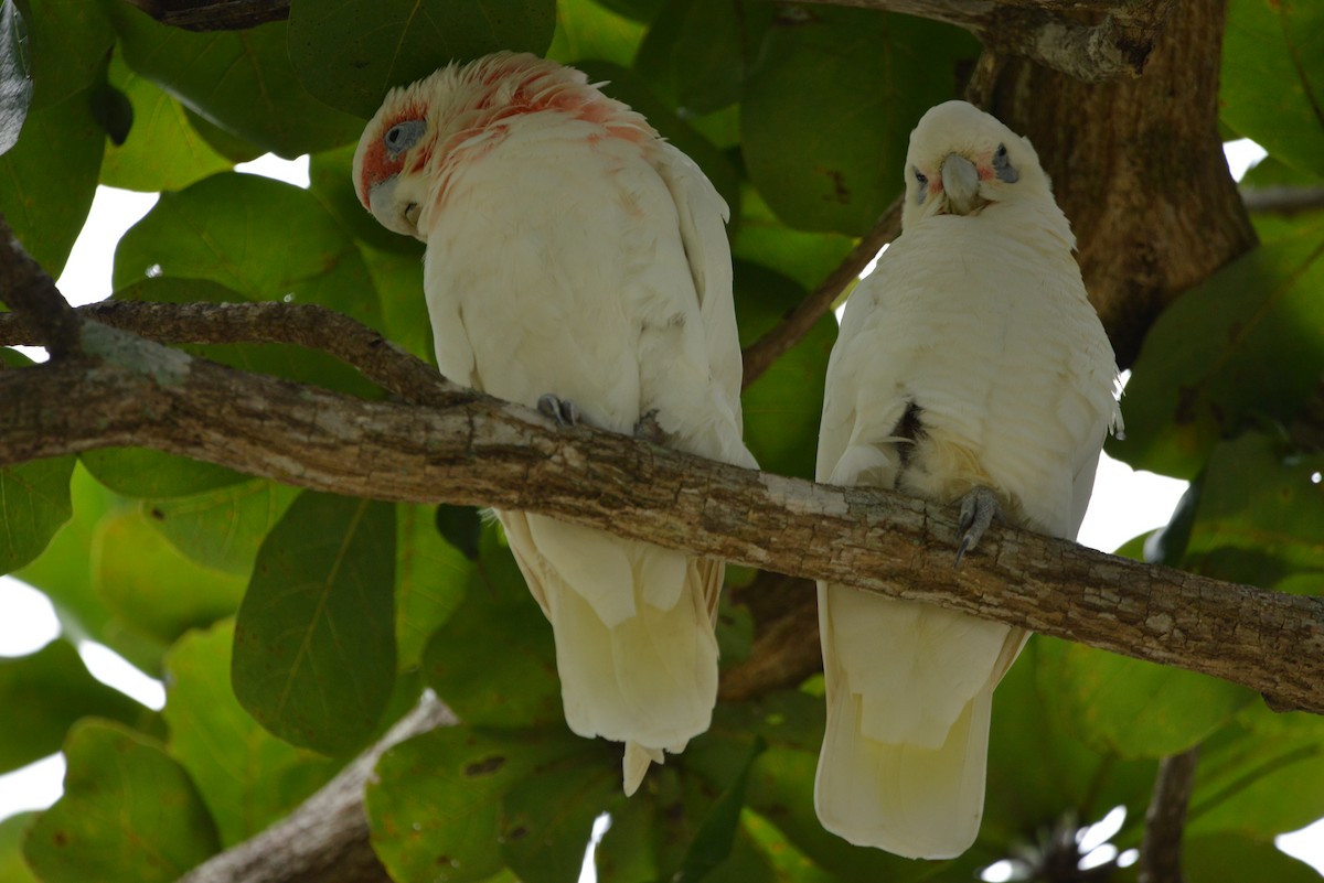 Long-billed Corella - Monica Mesch