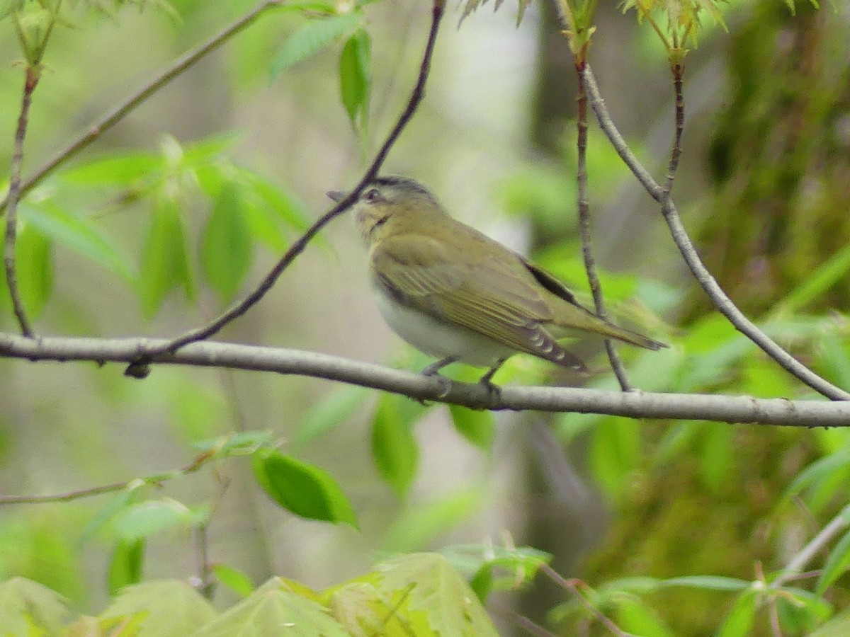 Red-eyed Vireo - Christian grenier Krisskinou