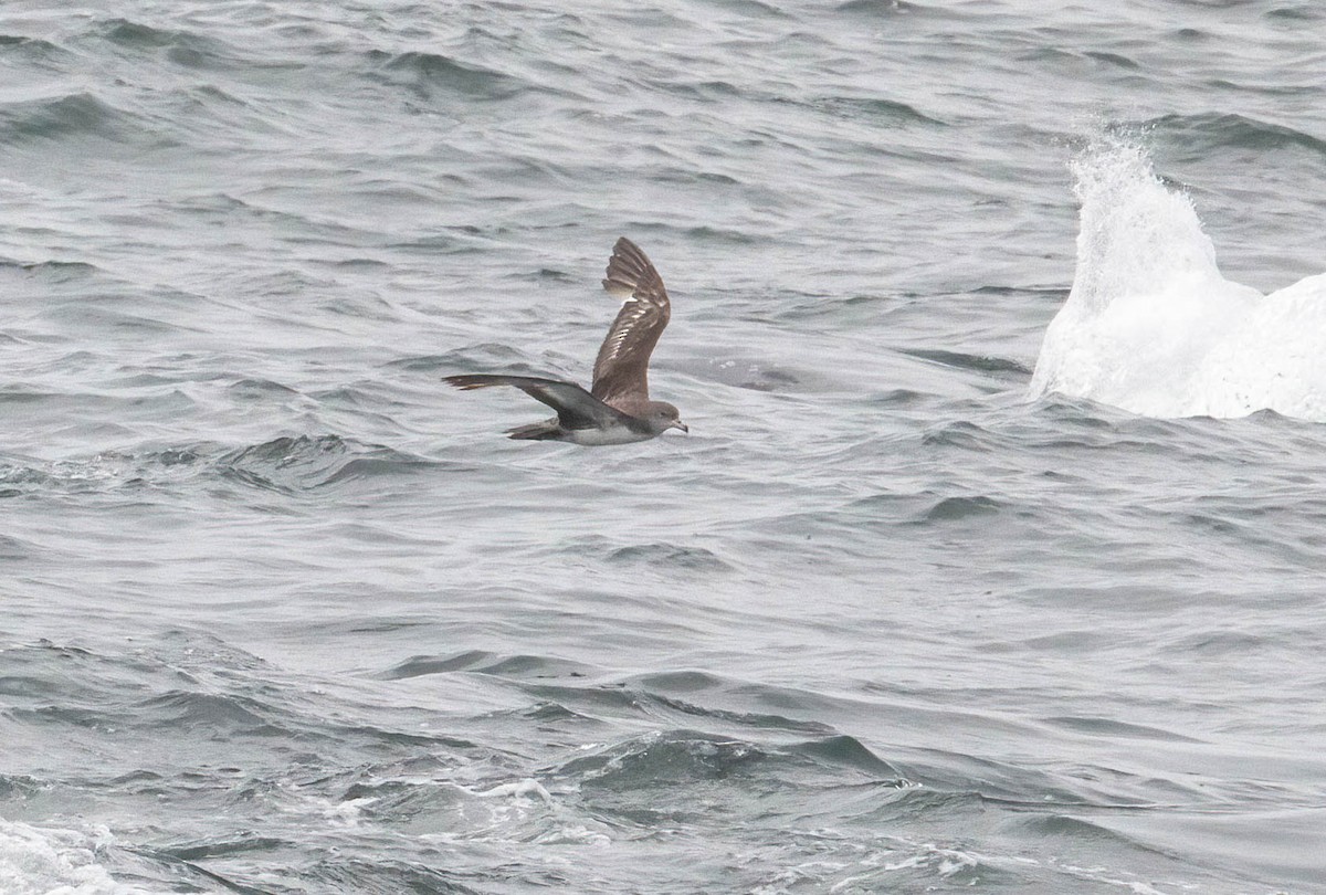 Pink-footed Shearwater - John Scharpen