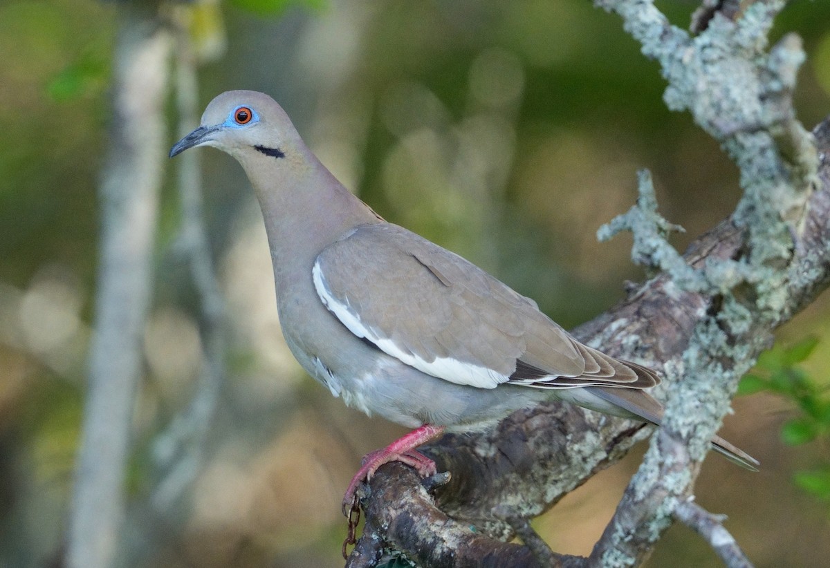 White-winged Dove - ML619420749