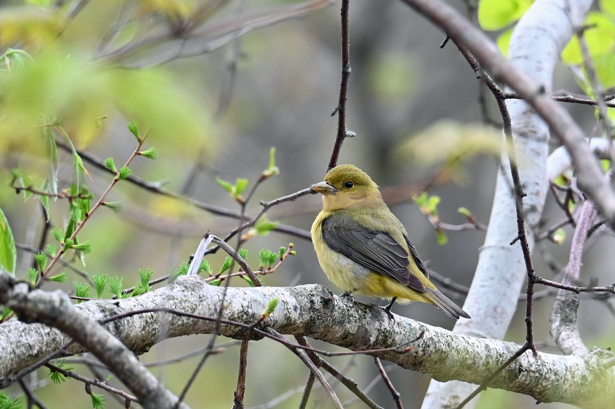 Scarlet Tanager - Marie O'Neill