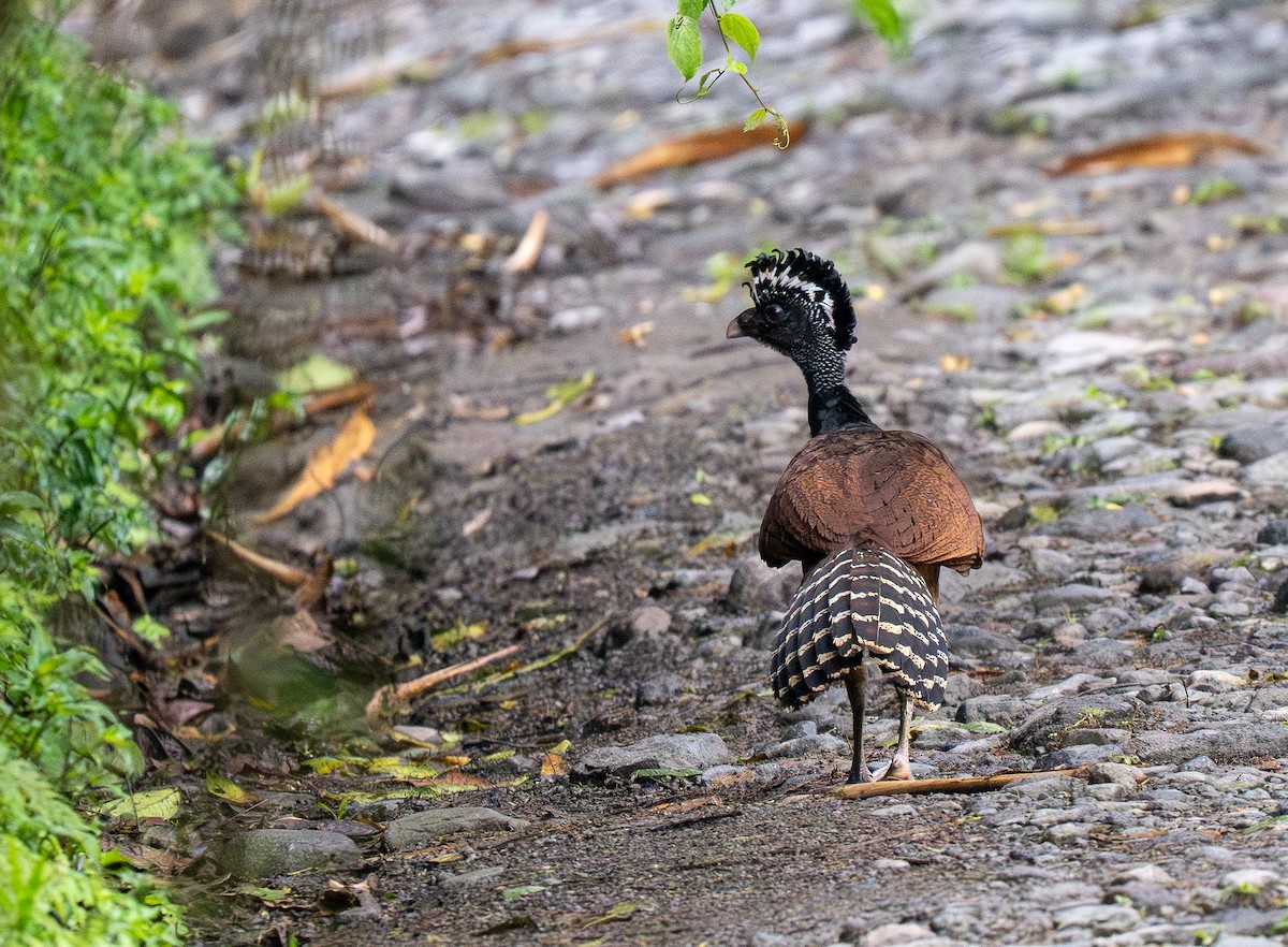 Great Curassow - Forest Botial-Jarvis