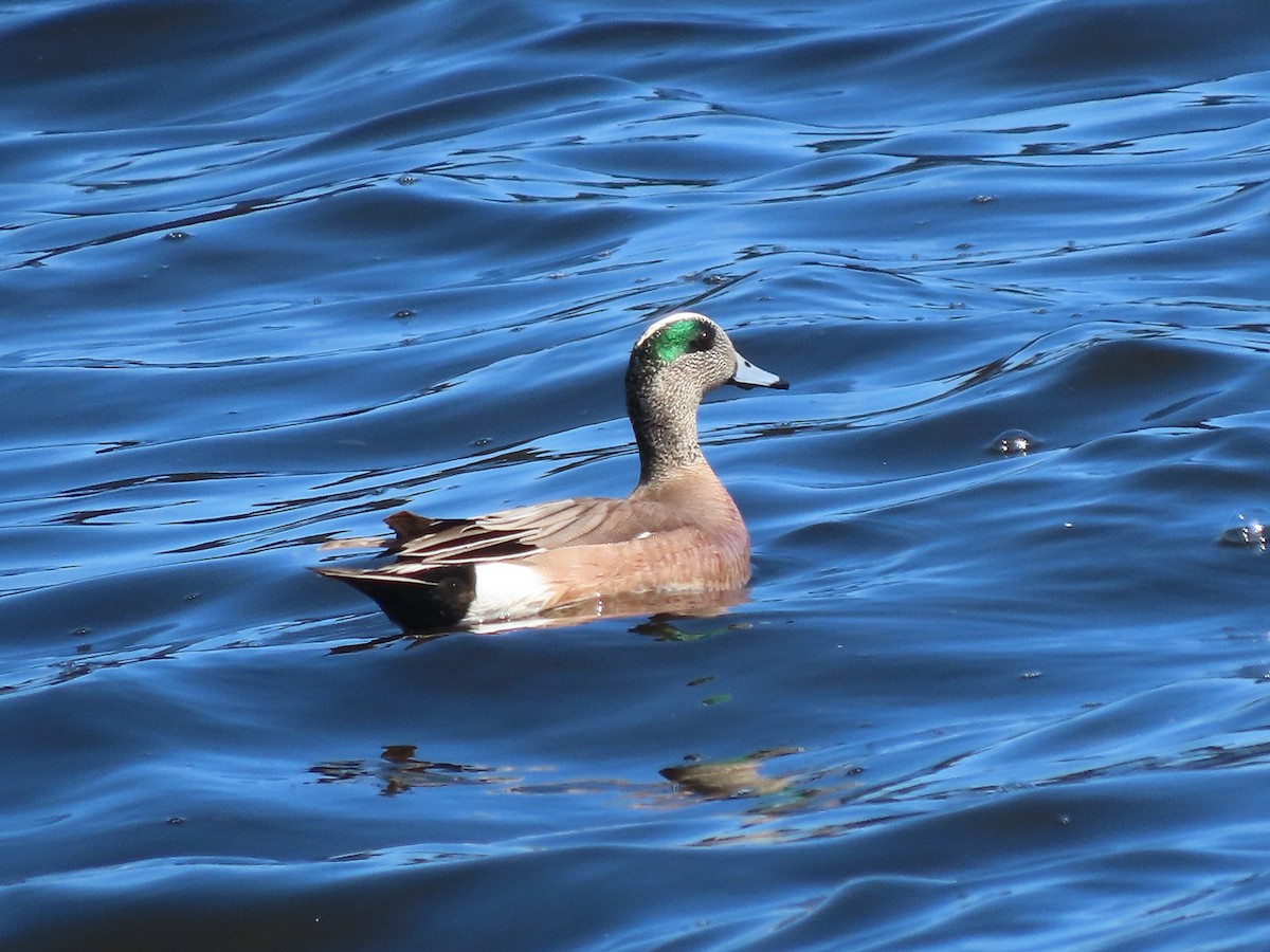 American Wigeon - ML619420762