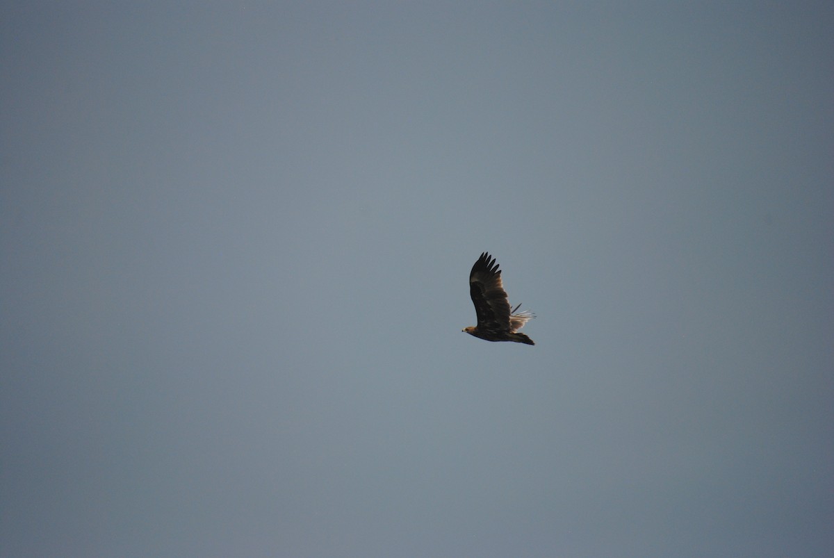 Greater Spotted Eagle - Alyssa DeRubeis