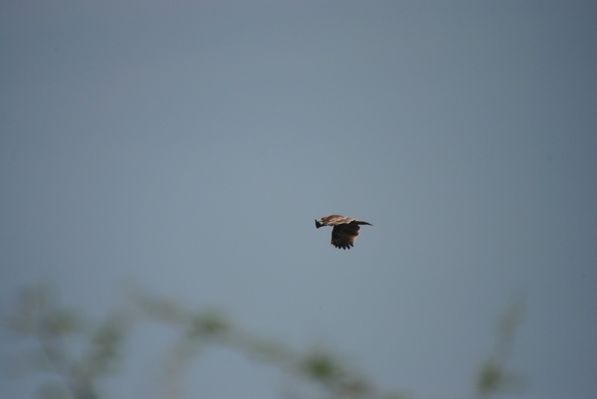 Greater Spotted Eagle - ML619420764