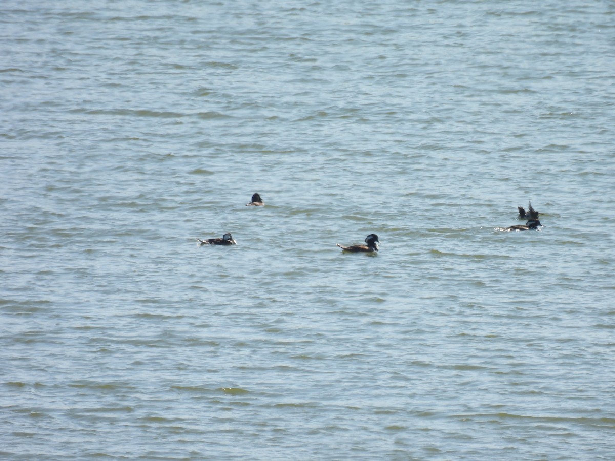 Hooded Merganser - Aiden Saari