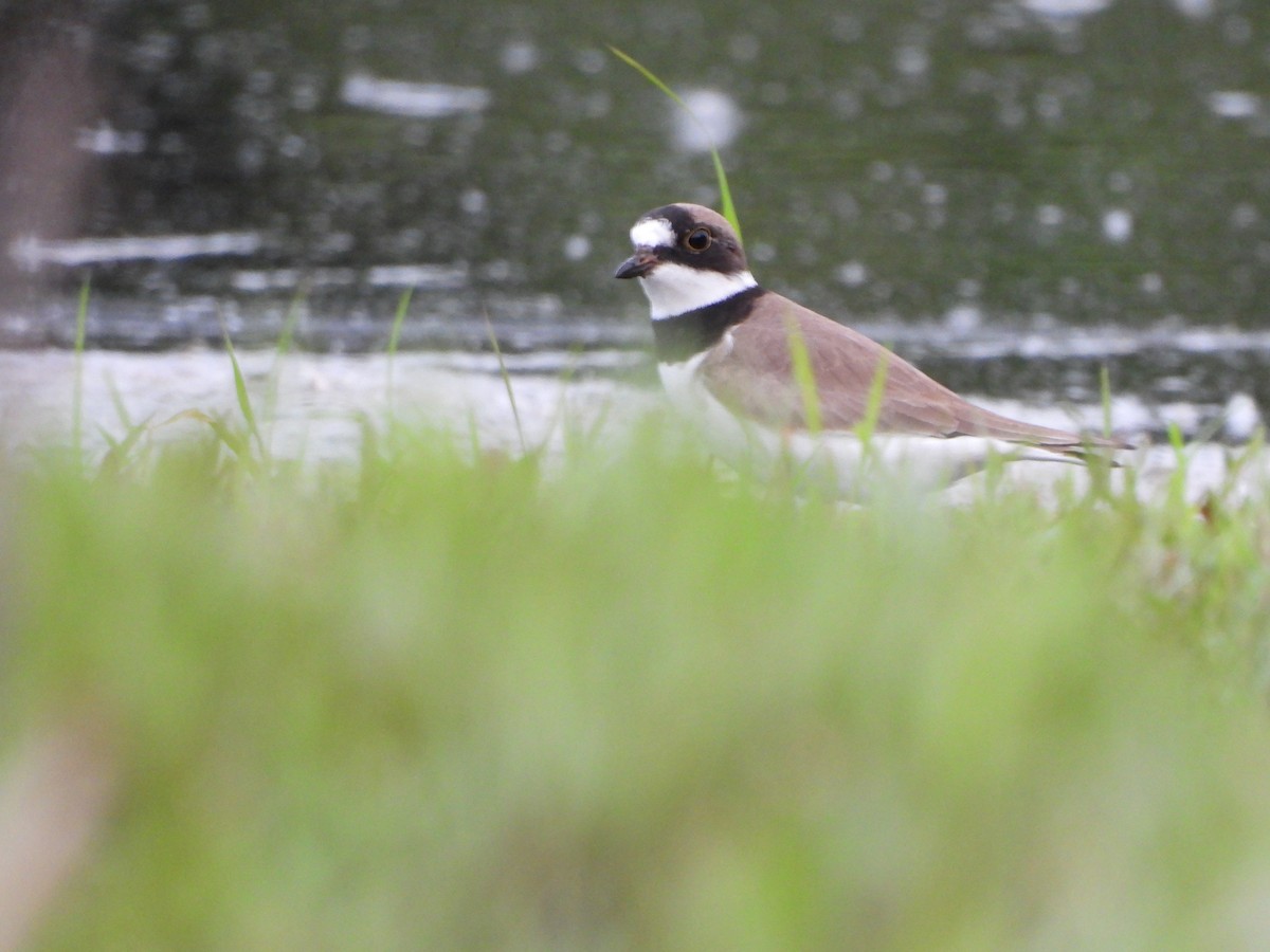 Semipalmated Plover - Leah Grant