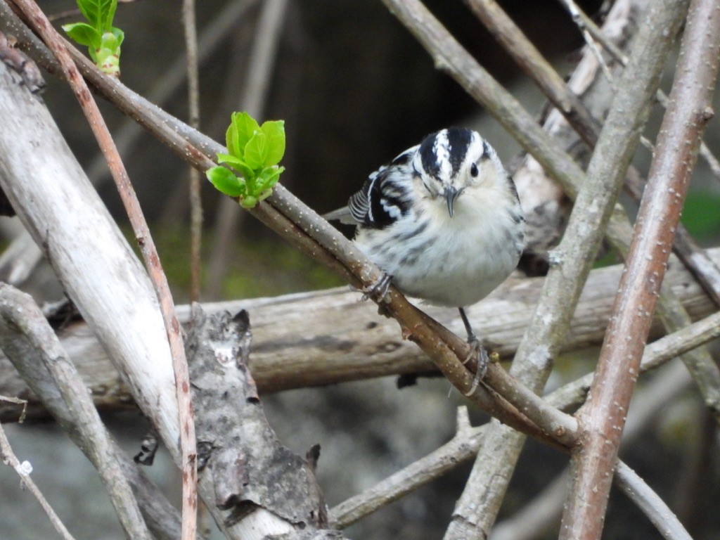 Black-and-white Warbler - Elisabeth Cassinari