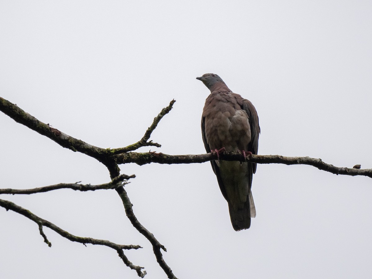 Pale-vented Pigeon - Forest Botial-Jarvis