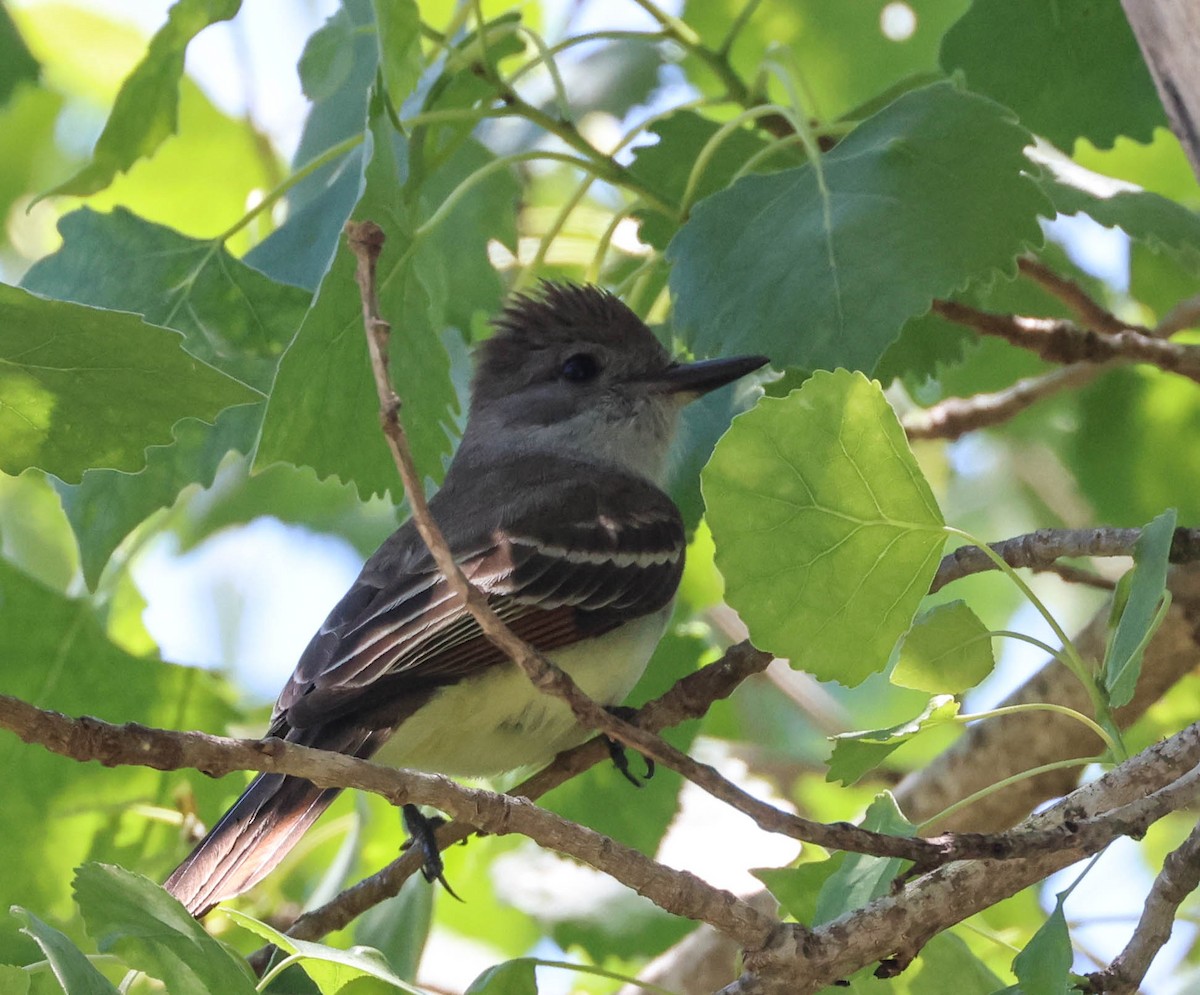 Ash-throated Flycatcher - Tracy Drake