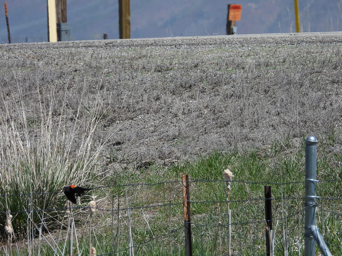 Red-winged Blackbird - Maura Powers