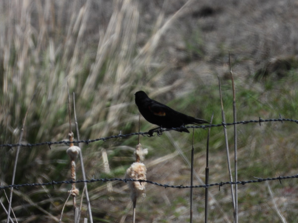 Red-winged Blackbird - Maura Powers