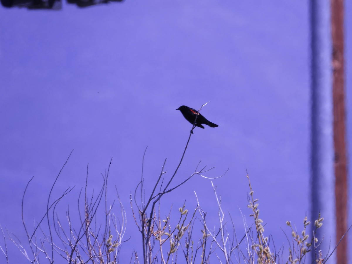 Red-winged Blackbird - Maura Powers