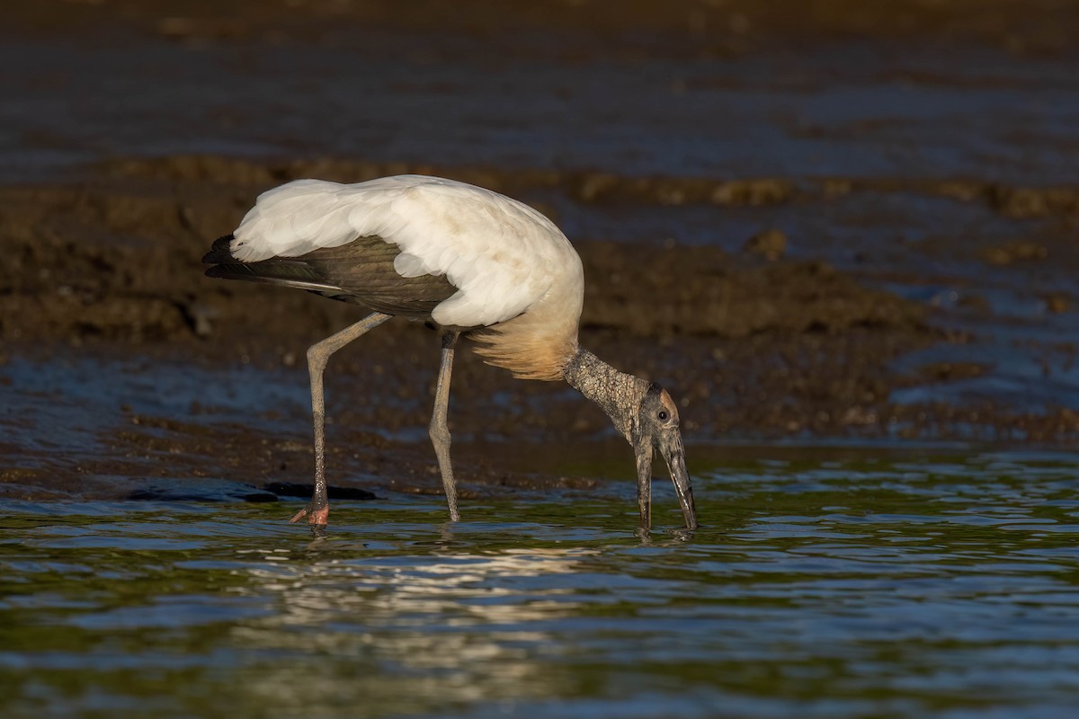 Wood Stork - Marina Germain