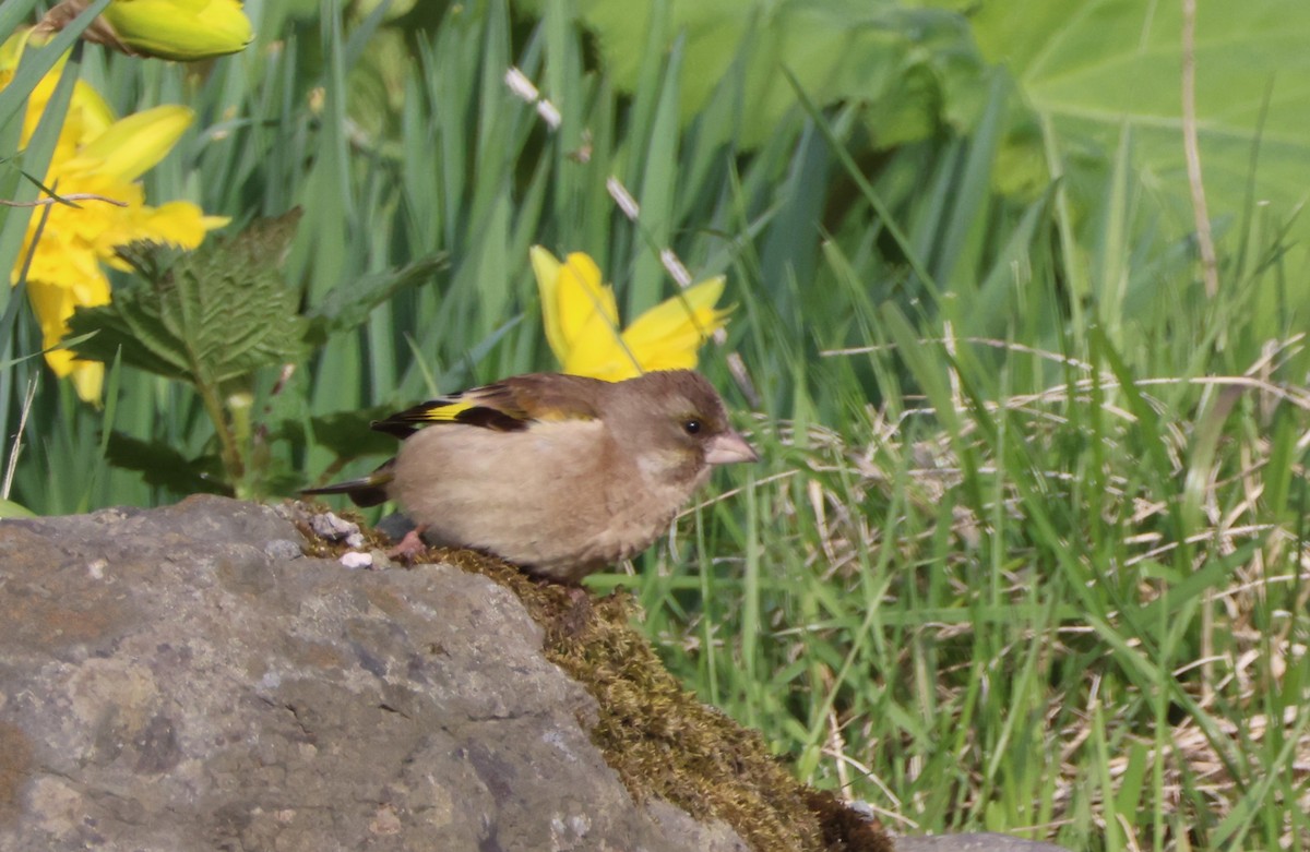 Oriental Greenfinch - Joshua Stone