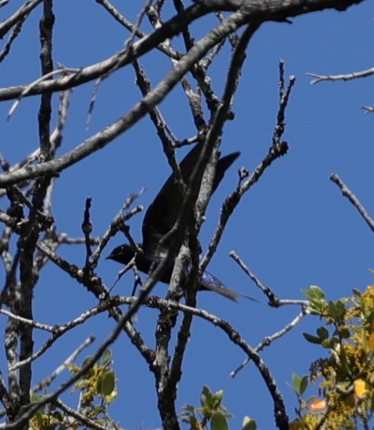 Purple Martin - Gail DeLalla