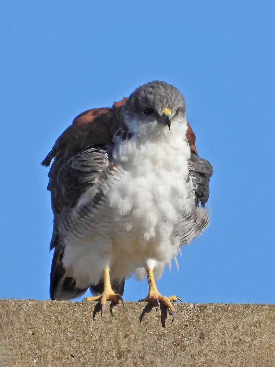 Variable Hawk - Victoria Herrera