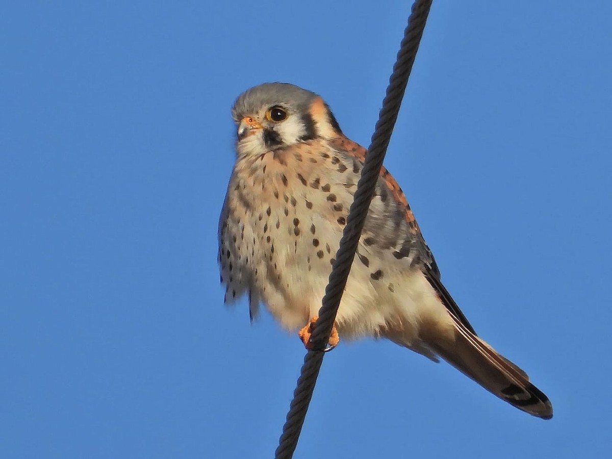 American Kestrel - ML619420816