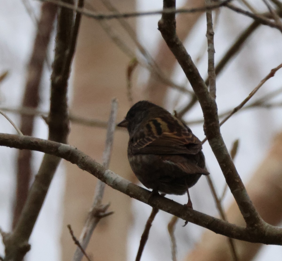 Gray Bunting - Joshua Stone