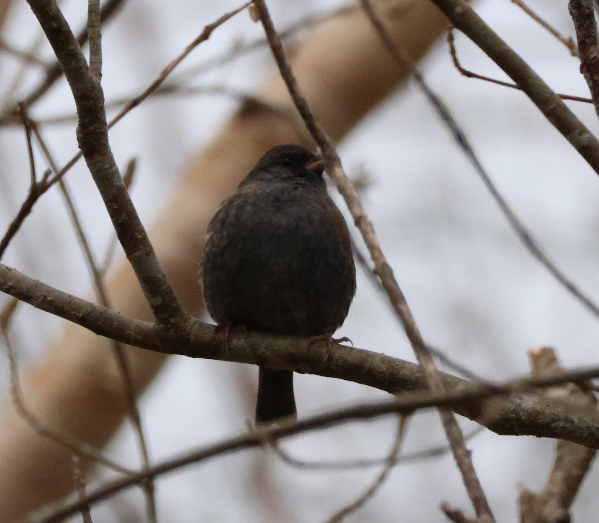 Gray Bunting - ML619420818