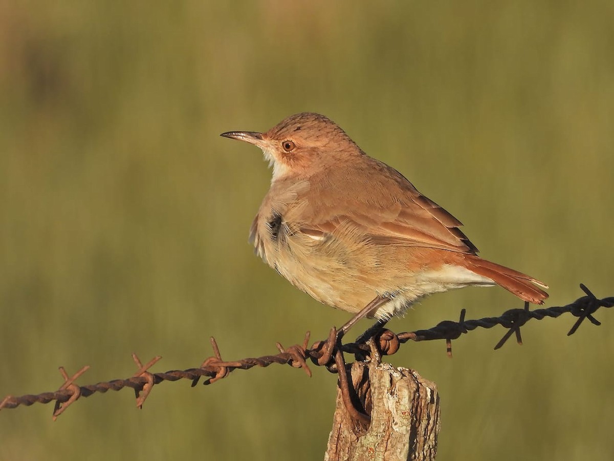 Rufous Hornero - Victoria Herrera