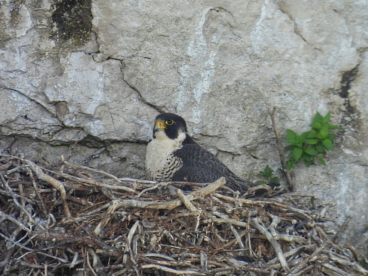 Peregrine Falcon - Melody Walsh