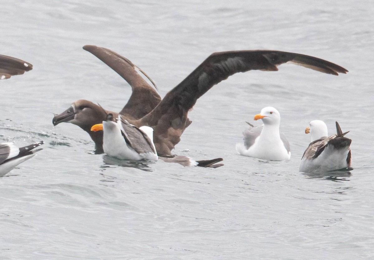 Black-footed Albatross - John Scharpen