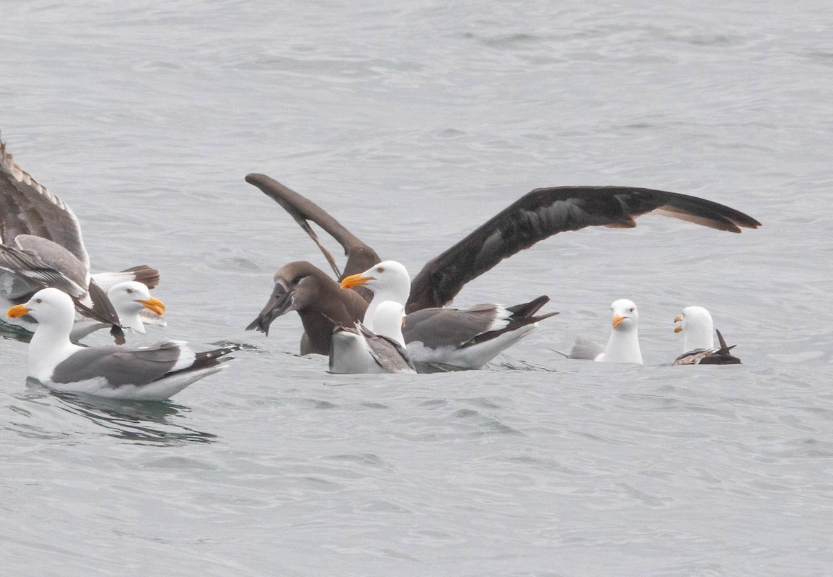 Black-footed Albatross - John Scharpen