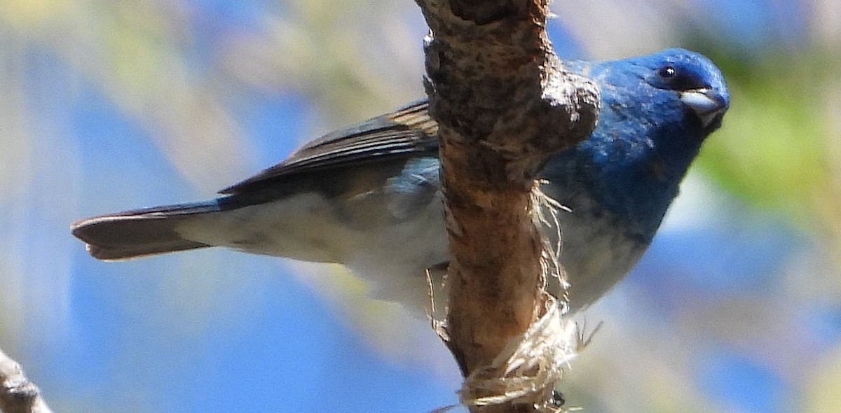 Lazuli/Indigo Bunting - Chris Callinicos