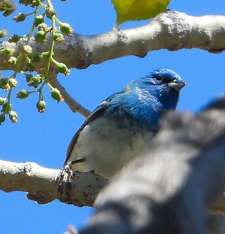 Lazuli/Indigo Bunting - ML619420847