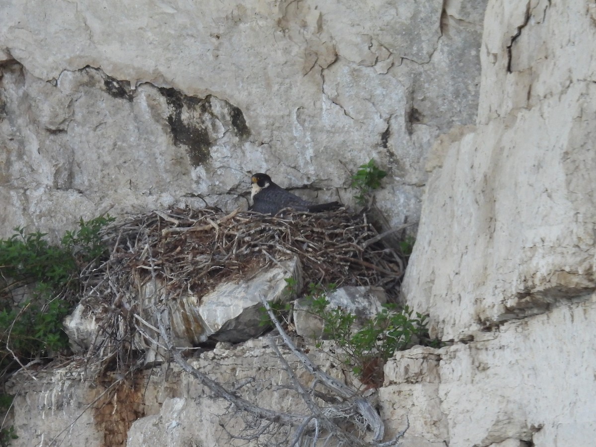 Peregrine Falcon - Melody Walsh